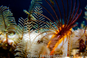 A small "micro cosmos" living on the lower engine part of... by Rico Besserdich 